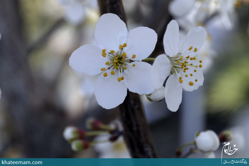 صدای پای بهار می آید (تصویری)