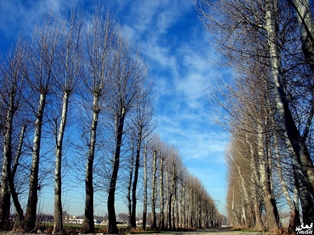 درختان ایستاده می‌میرند